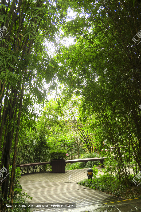 竹林步道