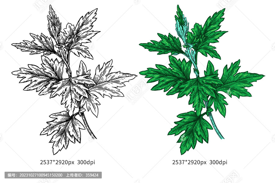 手繪艾草