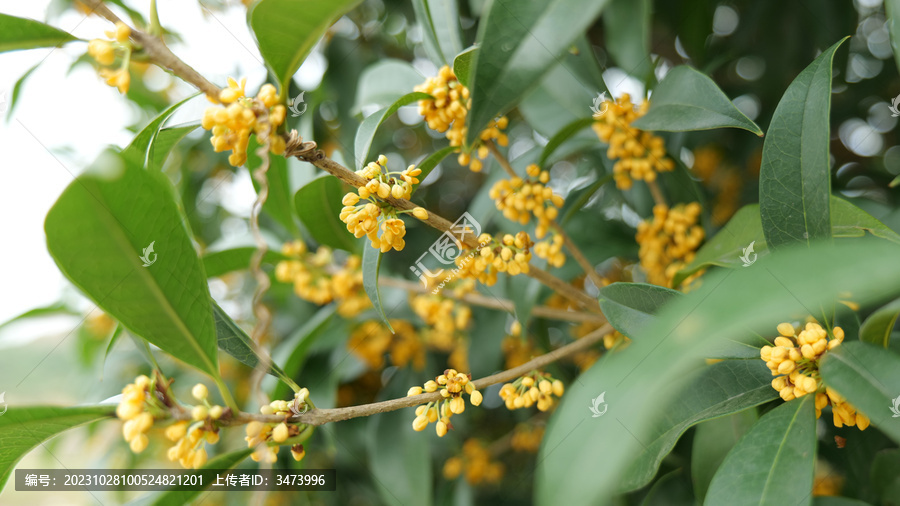 桂花金黄