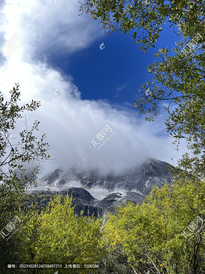 高山植被