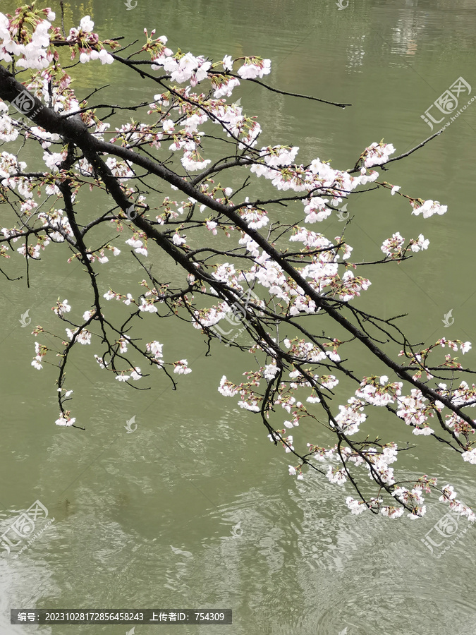 意境桃花