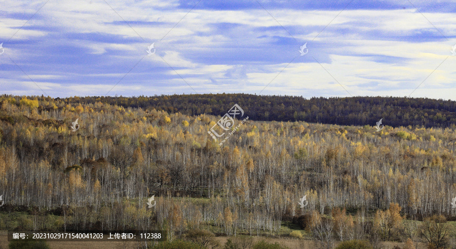 秋色五花山白桦林秋天风景