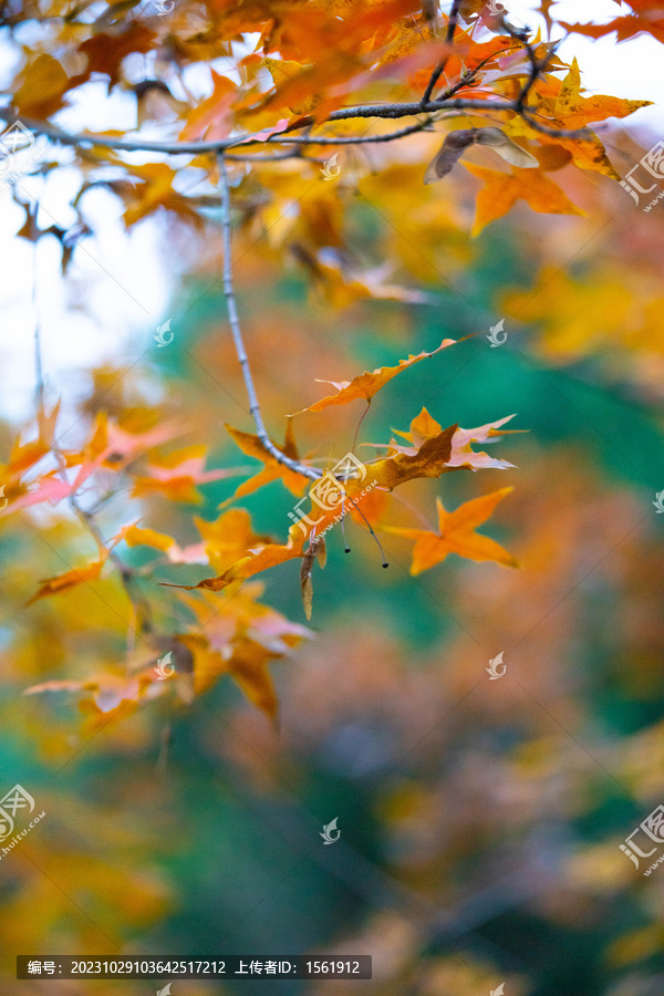 秋季树叶枫叶
