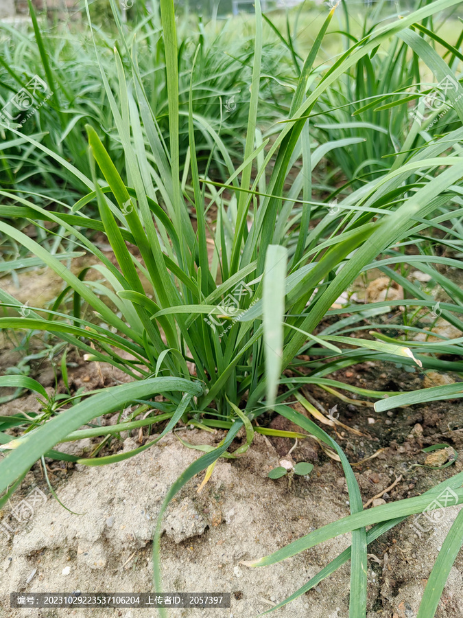 嫩韭菜