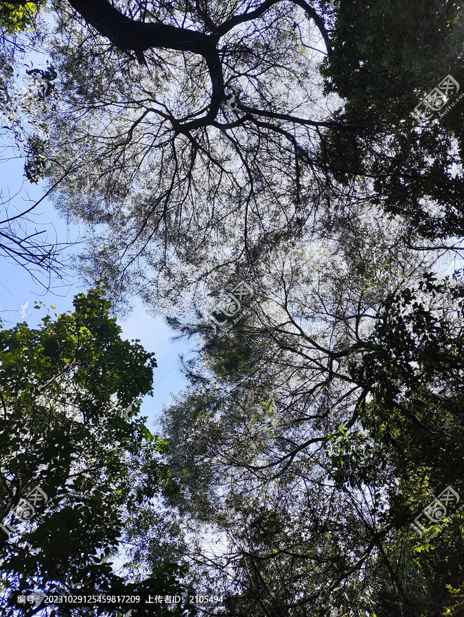 仰望森林树林天空