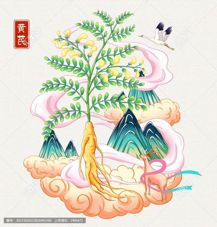 黃芪插畫手繪