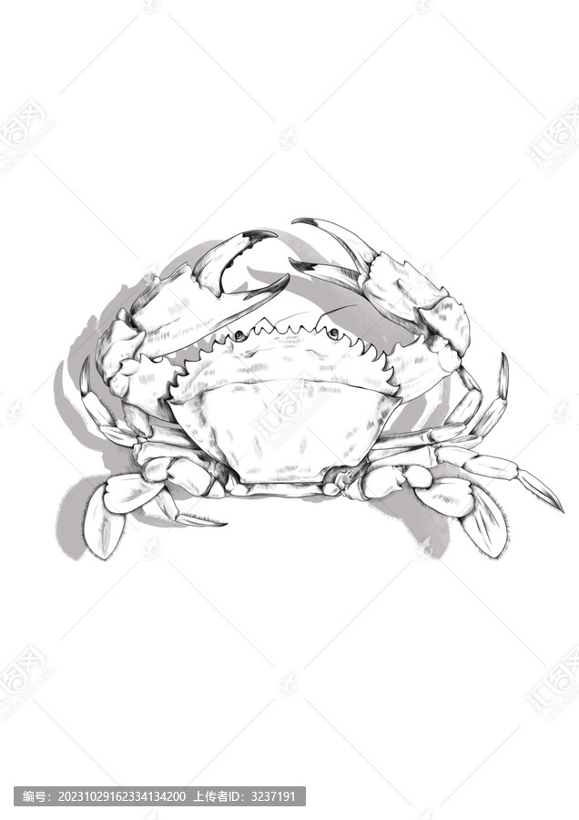 線描螃蟹