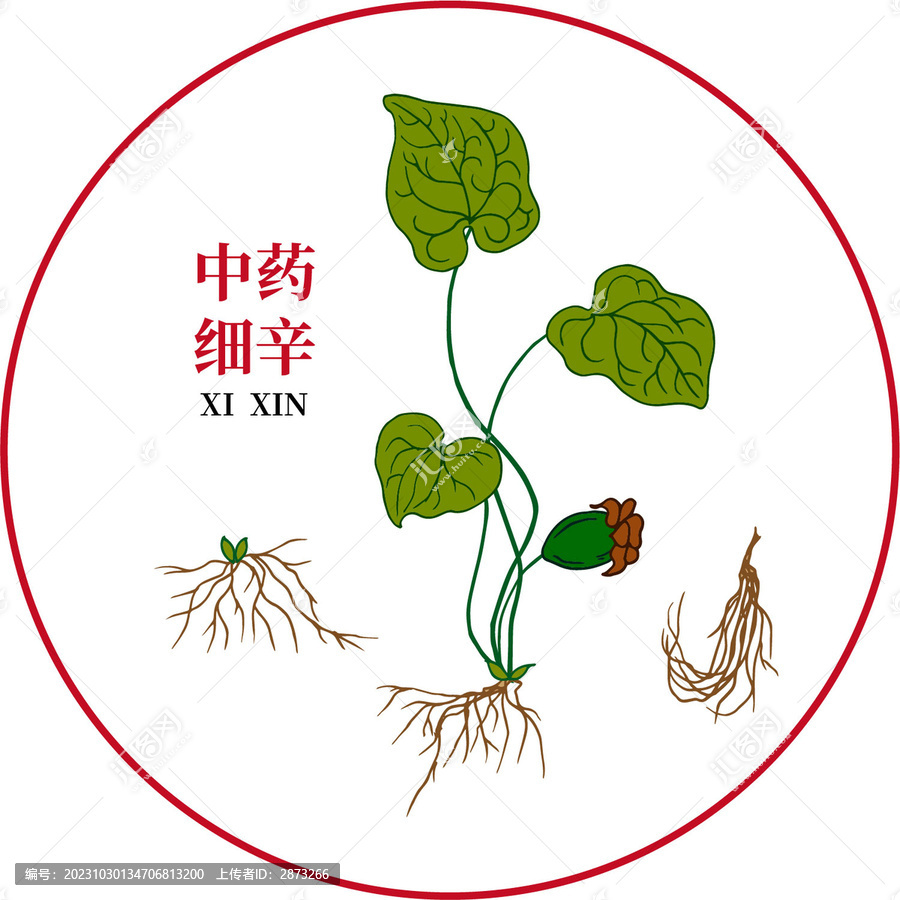 細(xì)辛