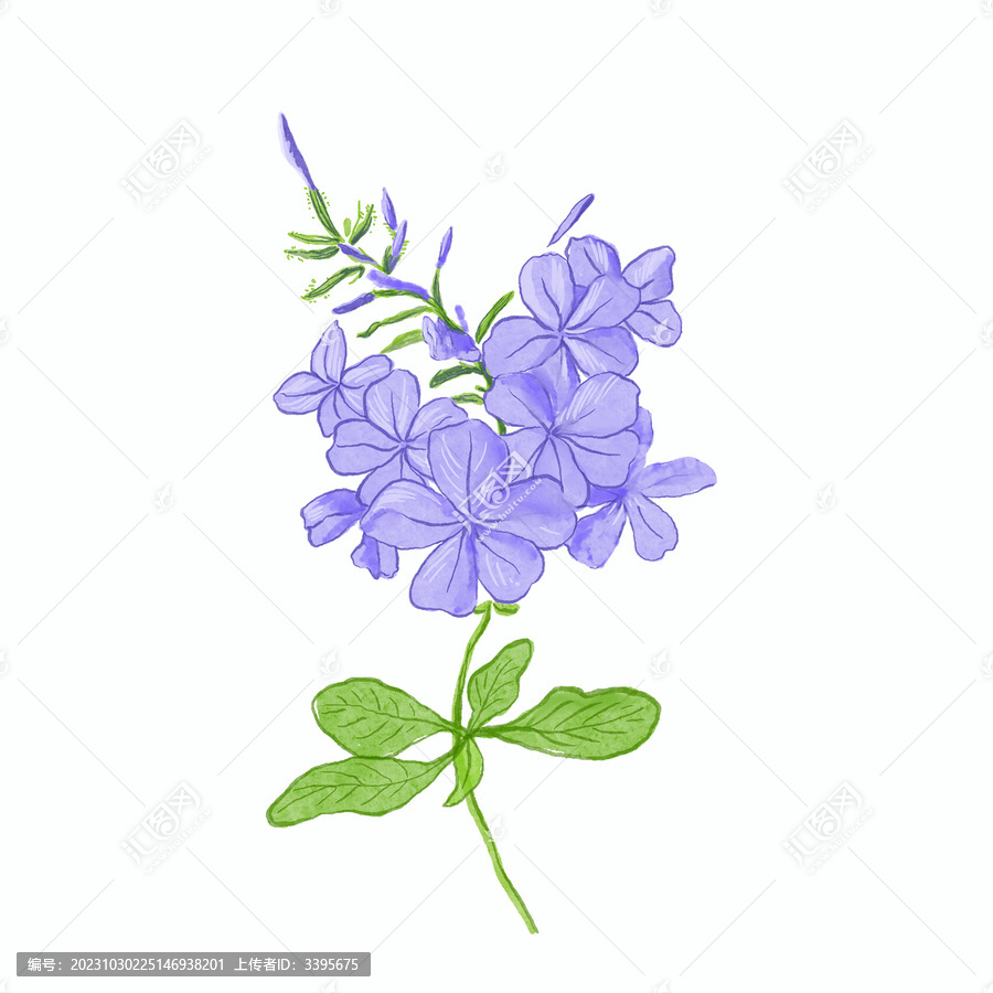 花卉素材蓝雪花设计花朵鲜花