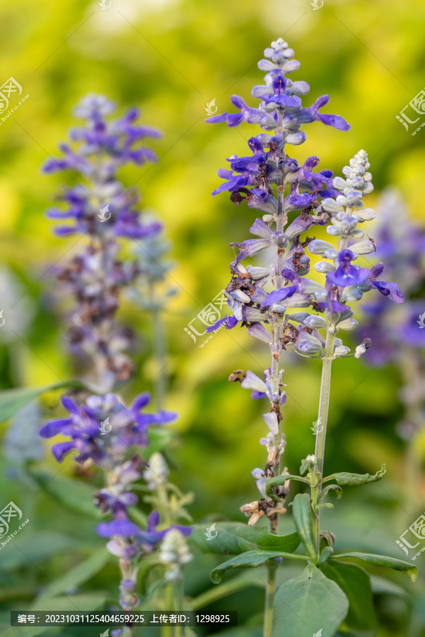 蓝花鼠尾草