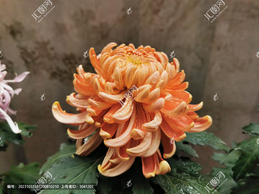 橙色秋菊