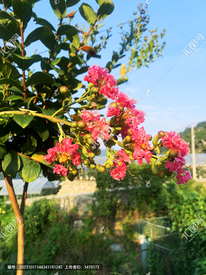 紫荆花