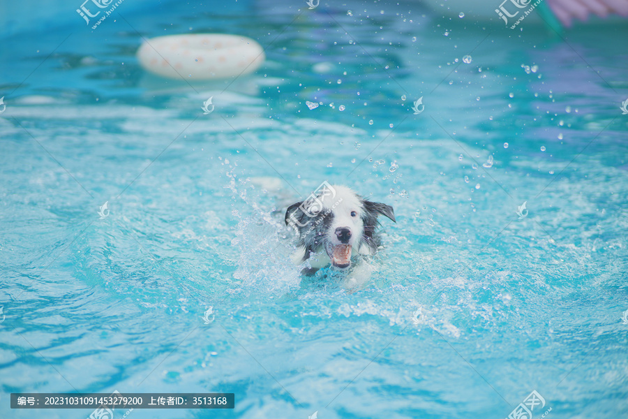 边牧犬