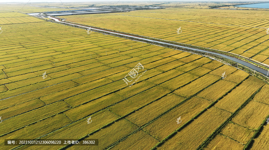 大面积稻田