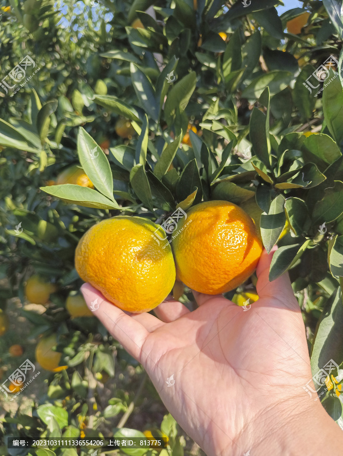 橘园摘果
