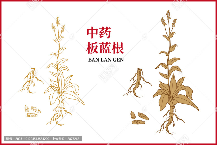 板藍(lán)根