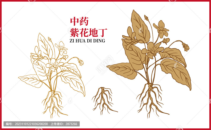 紫花地丁
