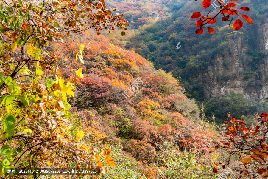 秋季登山赏红叶看满山红叶美景