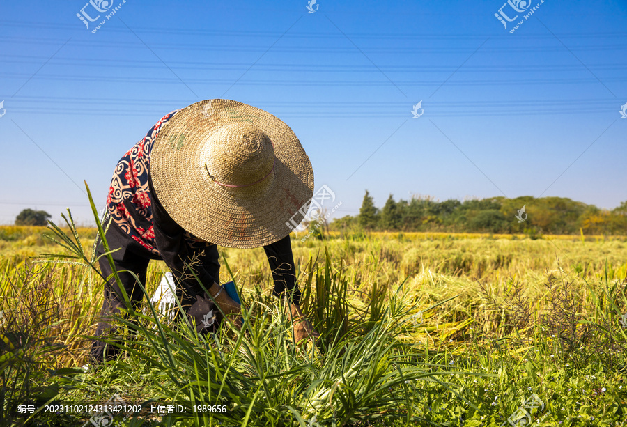 农民收割稻谷