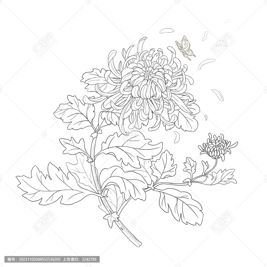 手繪菊花金絲皇菊花鳥(niǎo)畫(huà)線(xiàn)稿