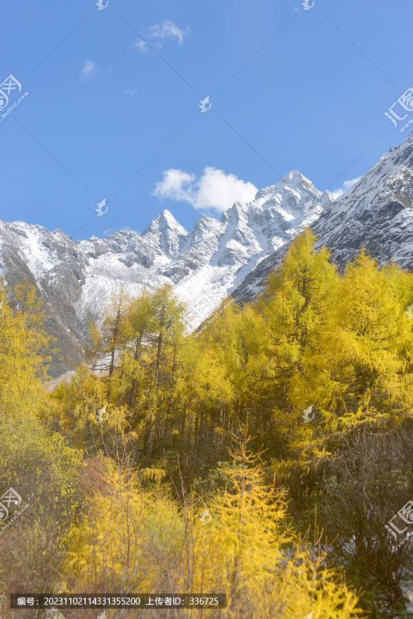 毕棚沟燕子岩窝秋天彩林和雪山