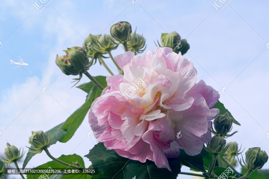 芙蓉花及双流机场起降飞机