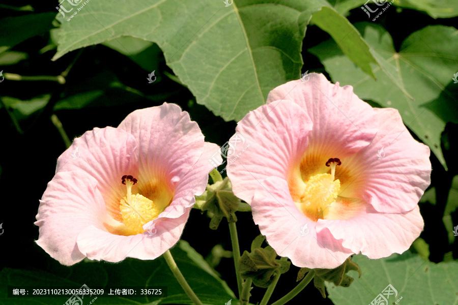 成都天府芙蓉园锦蕊木芙蓉