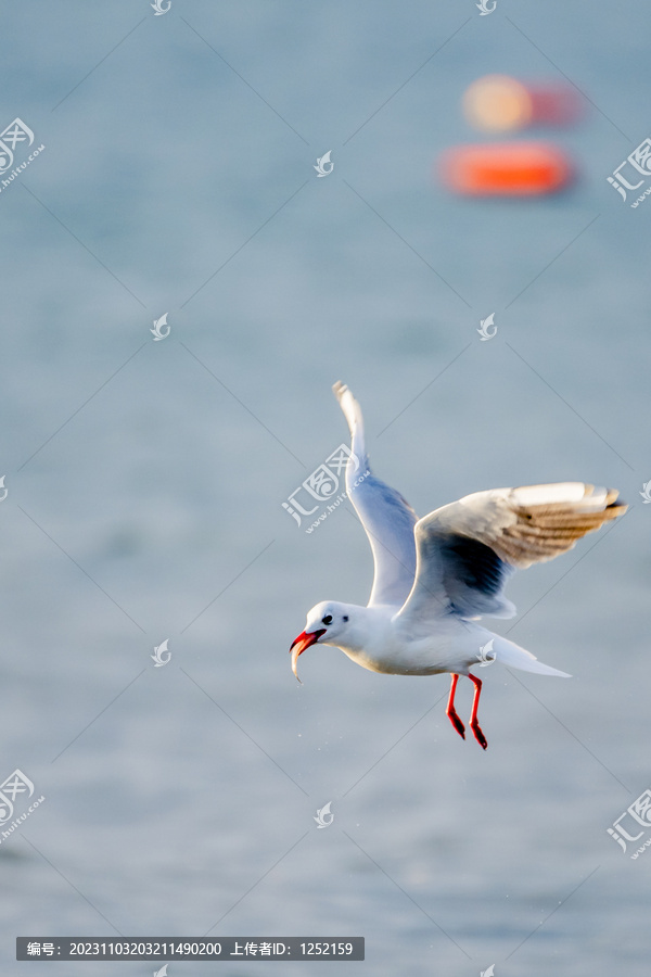 北戴河海滩海鸥