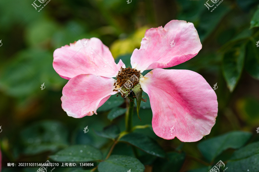 玫瑰花残花