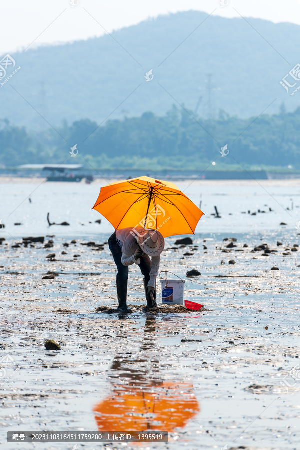 海边挖螺