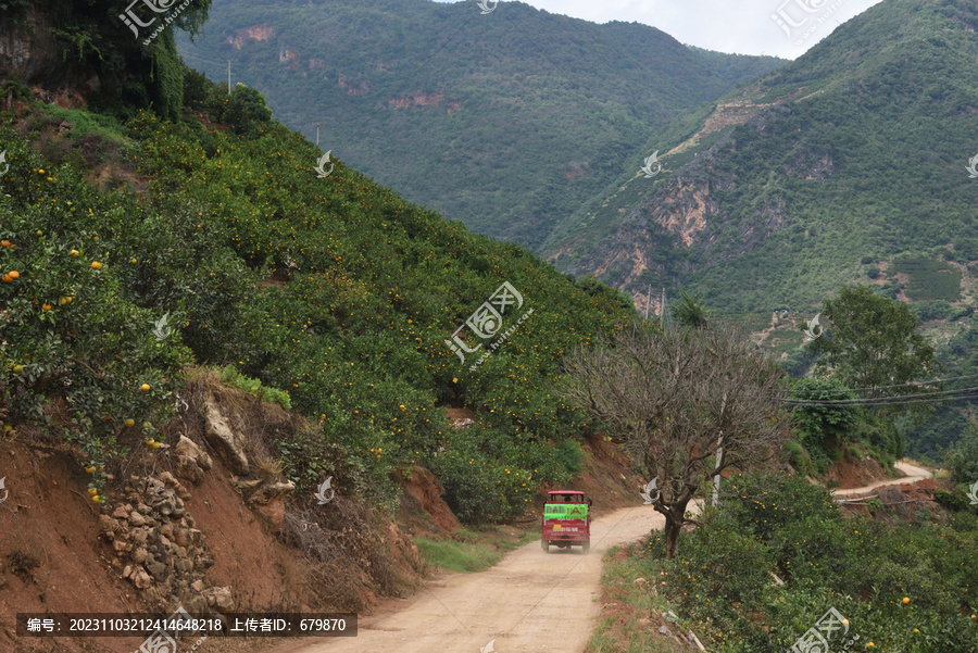 大山里的柑橘种植园