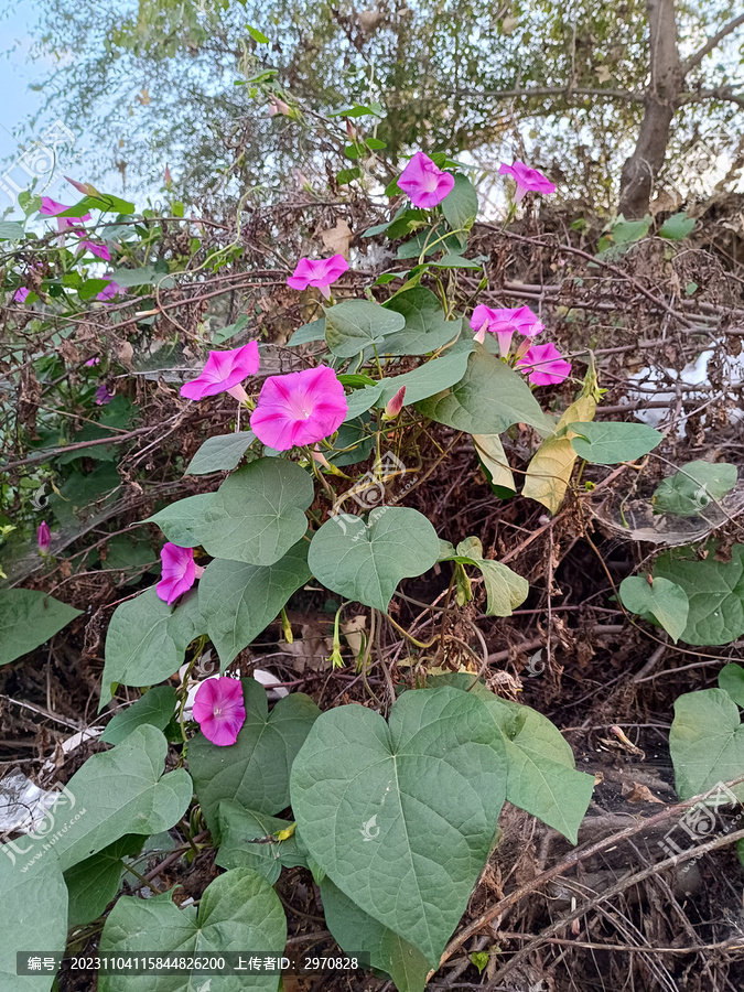 牵牛花