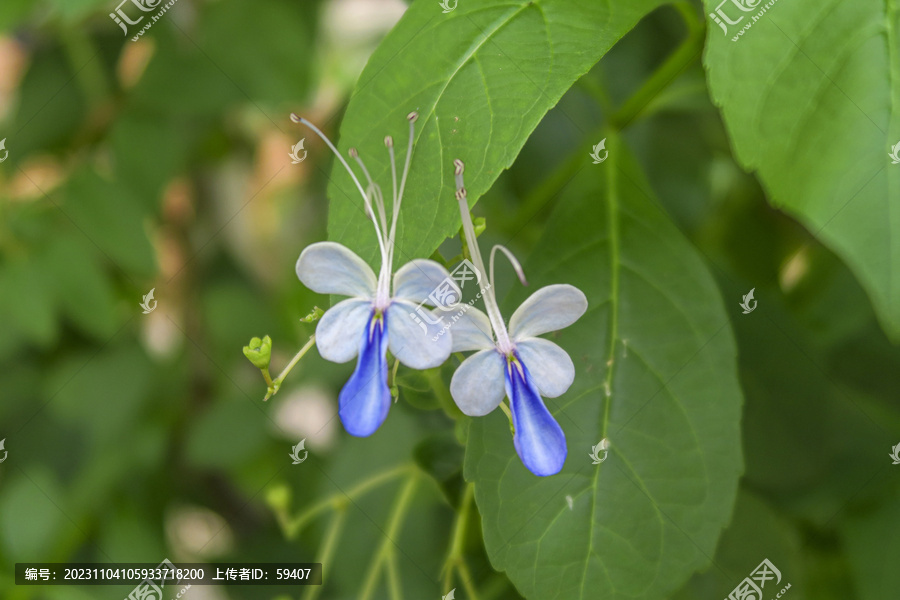 蓝蝴蝶花