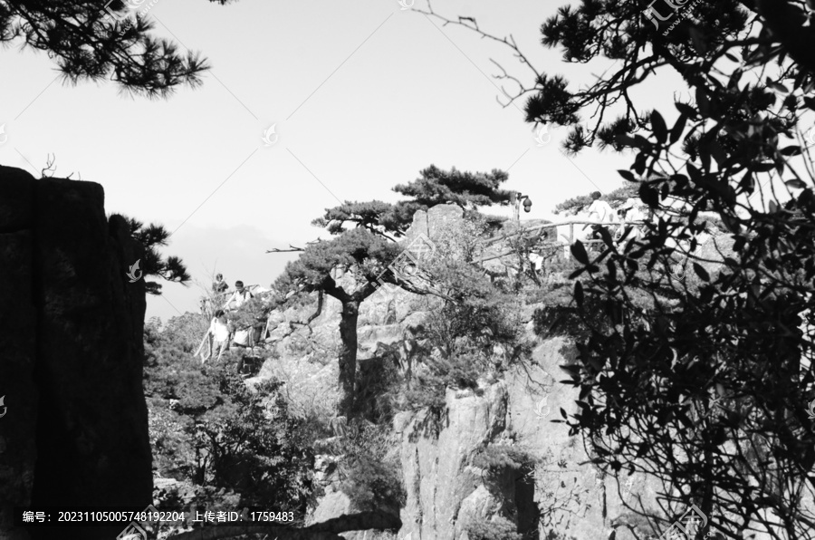 黄山雪松