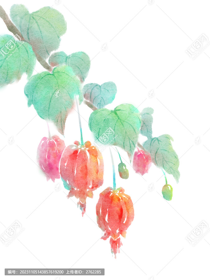 燈籠花蔓性風(fēng)鈴花