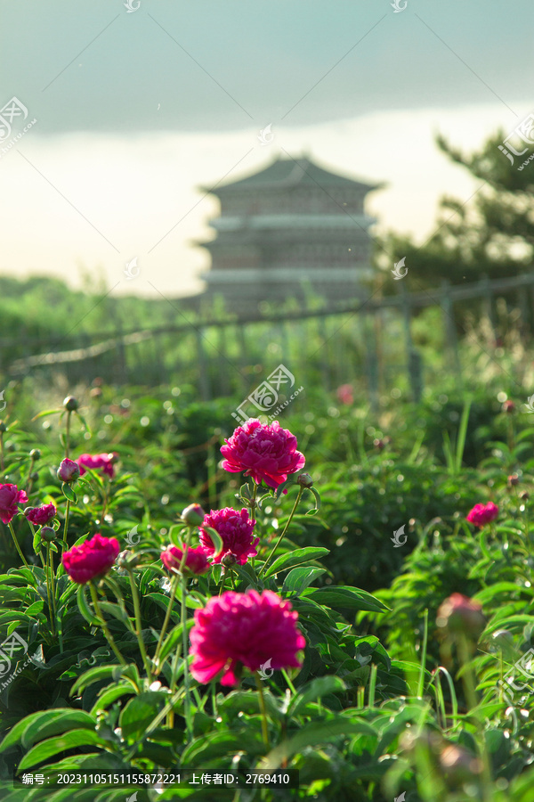 芍药花