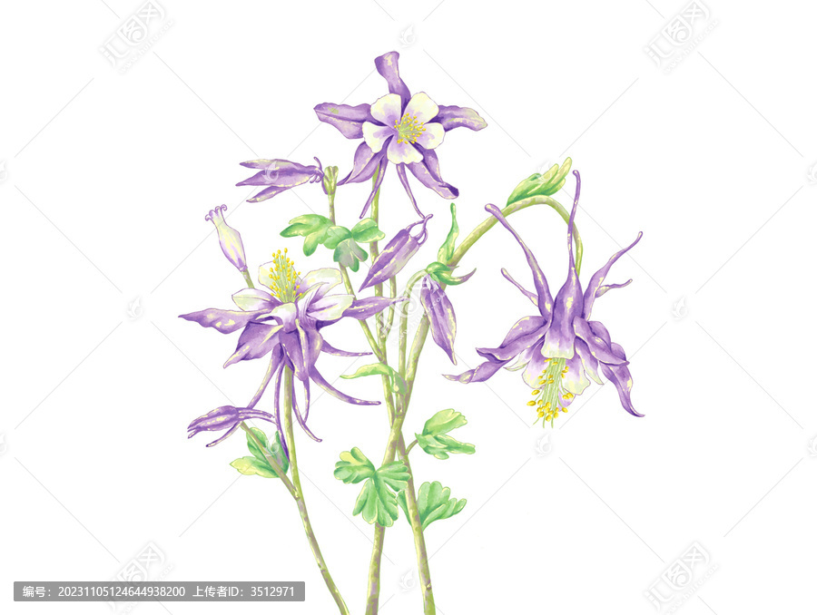 耬斗菜鮮花