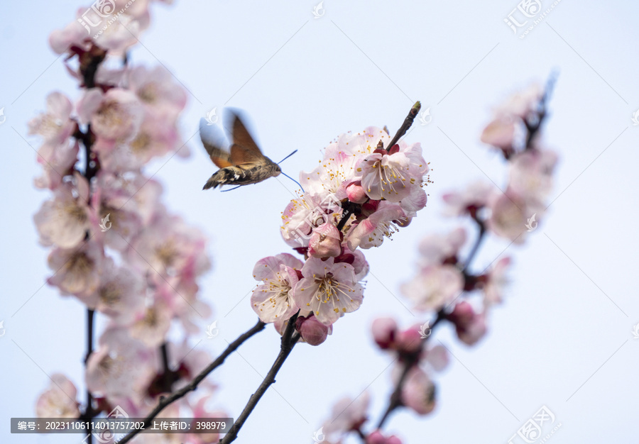 梅花丛中采蜜的长缘天蛾