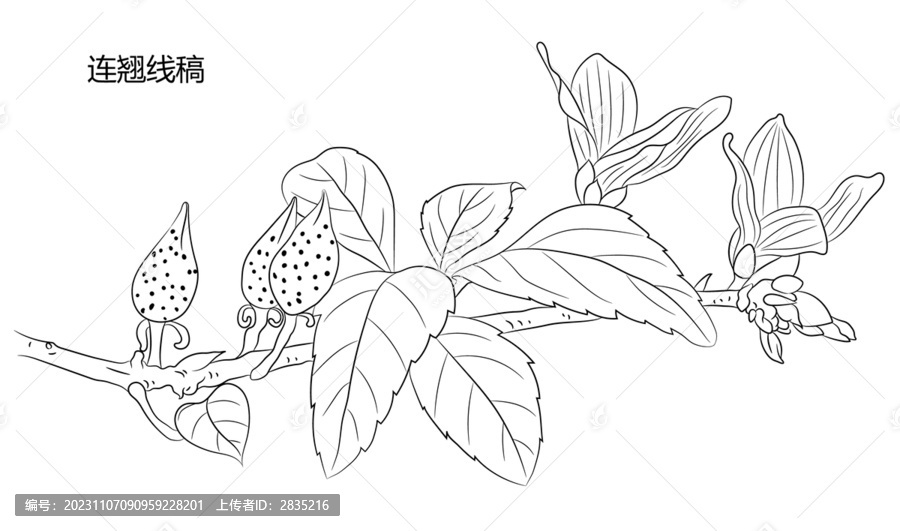 連翹線稿
