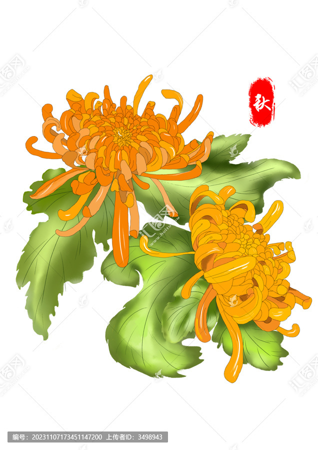 菊花