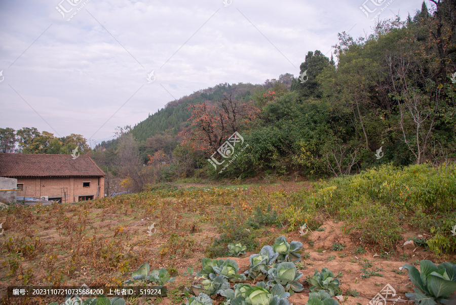 山村农家菜园