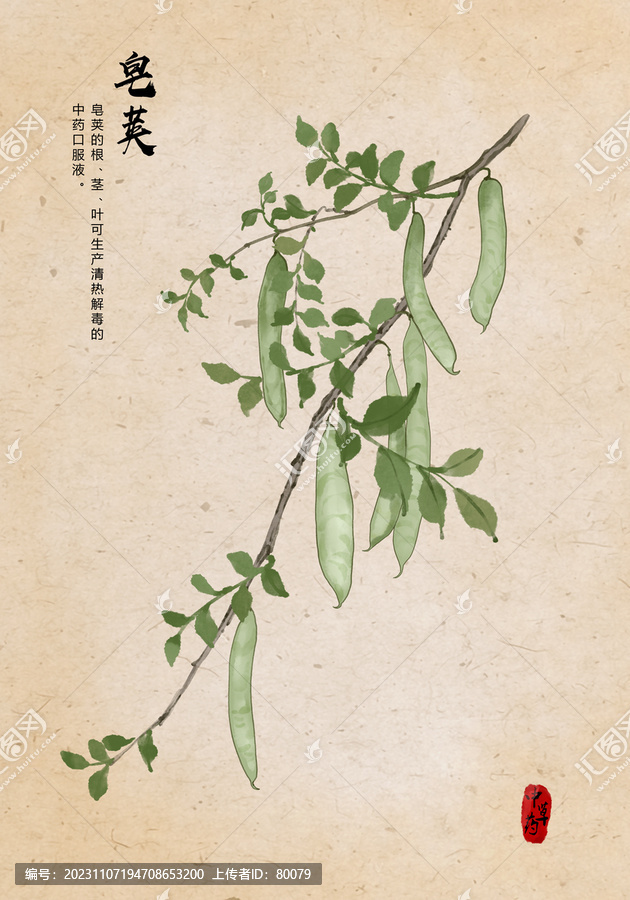 皂莢