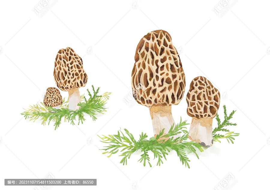 羊肚菌