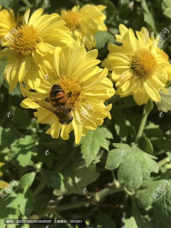 黄色小菊花上的小蜜蜂