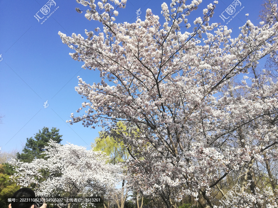 春天盛开的白色的樱花树