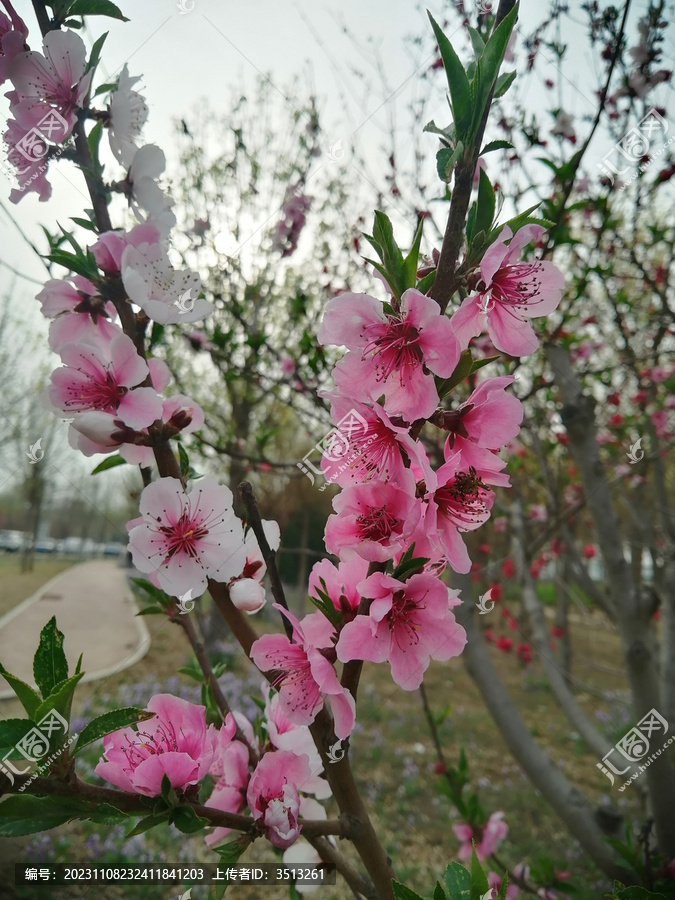 白红红色的樱花特写