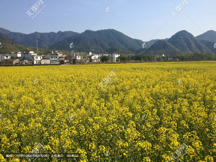 油菜田