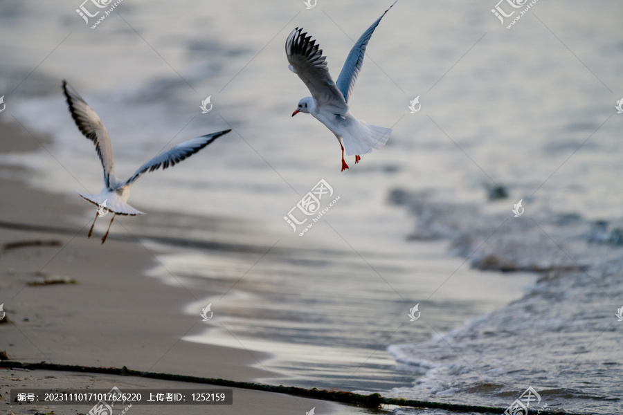 北戴河海滨海鸥