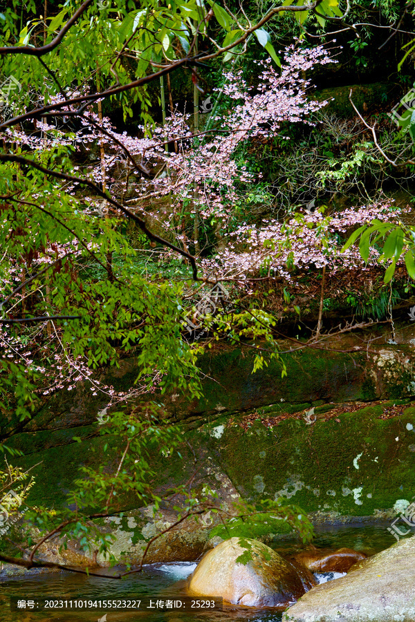 山溪野樱花