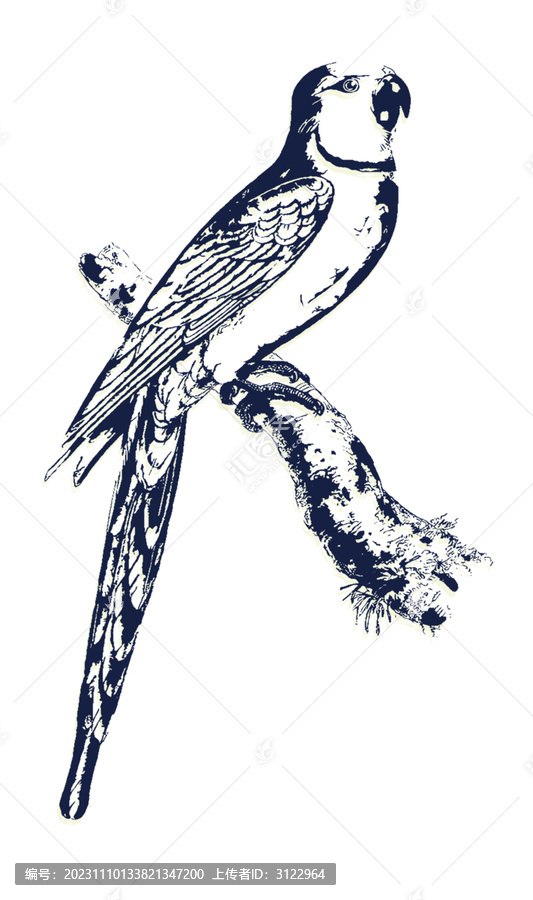 藍色鸚鵡鳥線描簡約素材圖案
